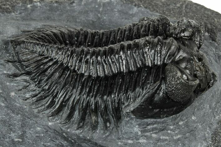 Detailed Coltraneia Trilobite Fossil - Huge Faceted Eyes #328574